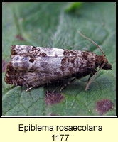 Epiblema rosaecolana