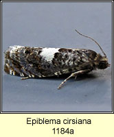 Epiblema cirsiana