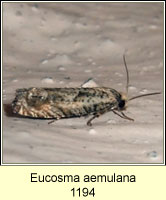 Eucosma aemulana