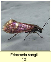 Eriocrania sangii