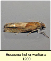 Eucosma hohenwartiana