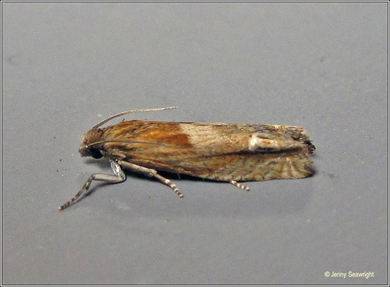 Eucosma hohenwartiana