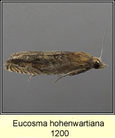 Eucosma hohenwartiana