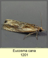 Eucosma cana