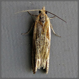 Eucosma cana