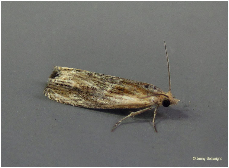 Eucosma cana