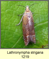 Lathronympha strigana