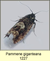 Pammene giganteana