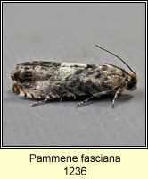 Pammene fasciana