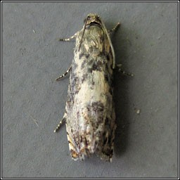 Pammene fasciana