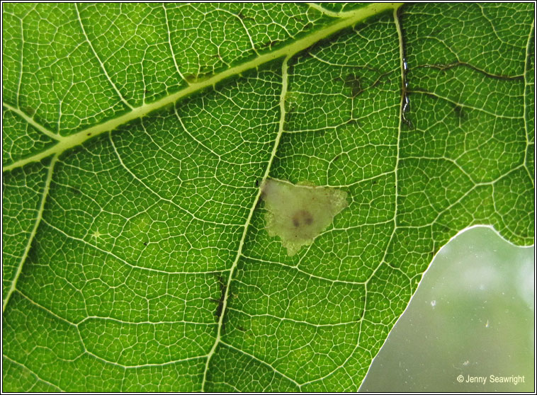 Tischeria ekebladella