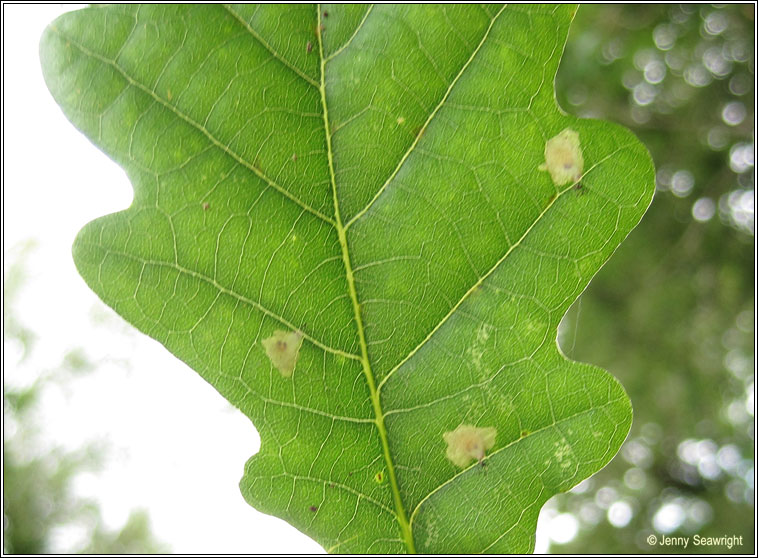 Tischeria ekebladella