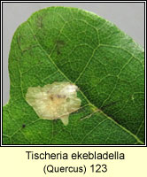 Tischeria ekebladella (leaf mine)