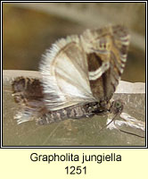 Grapholita jungiella