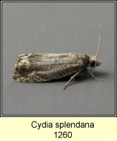 Cydia splendana