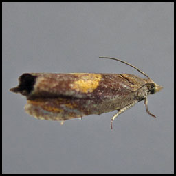 Dichrorampha alpinana