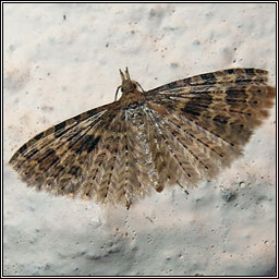 Twenty-plume Moth, Alucita hexadactyla