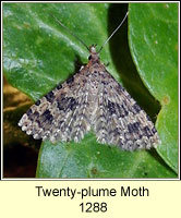 Twenty-plume Moth, Alucita hexadactyla