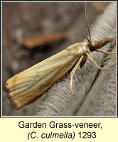 Garden Grass-veneer, Chrysoteuchia culmella