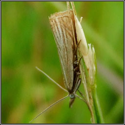 Garden Grass-veneer, Chrysoteuchia culmella