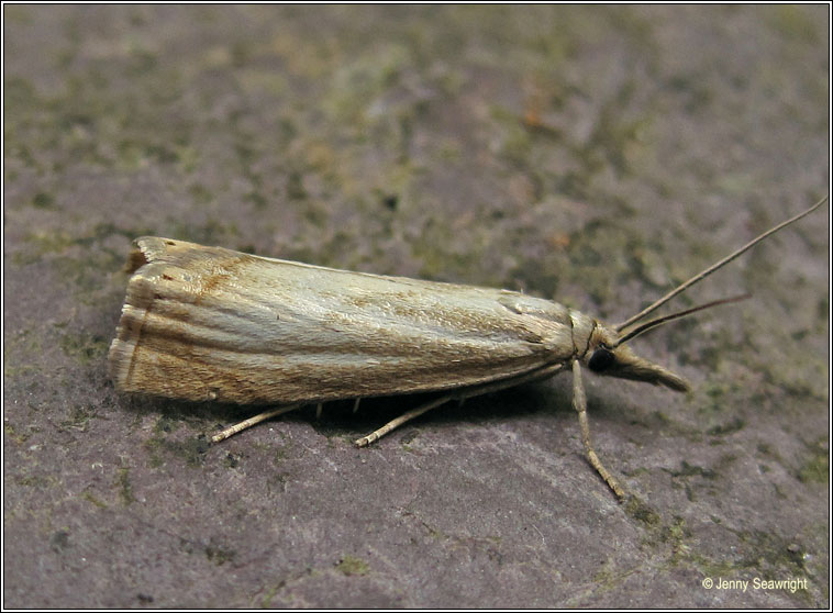 Garden Grass-veneer, Chrysoteuchia culmella