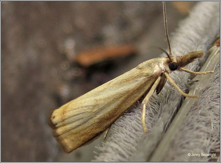 Garden Grass-veneer, Chrysoteuchia culmella