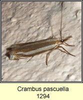 Crambus pascuella