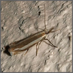 Crambus pascuella