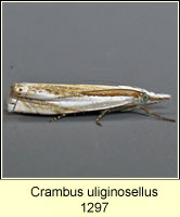 Crambus uliginosellus