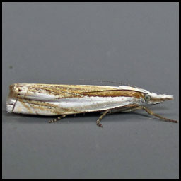 Crambus uliginosellus