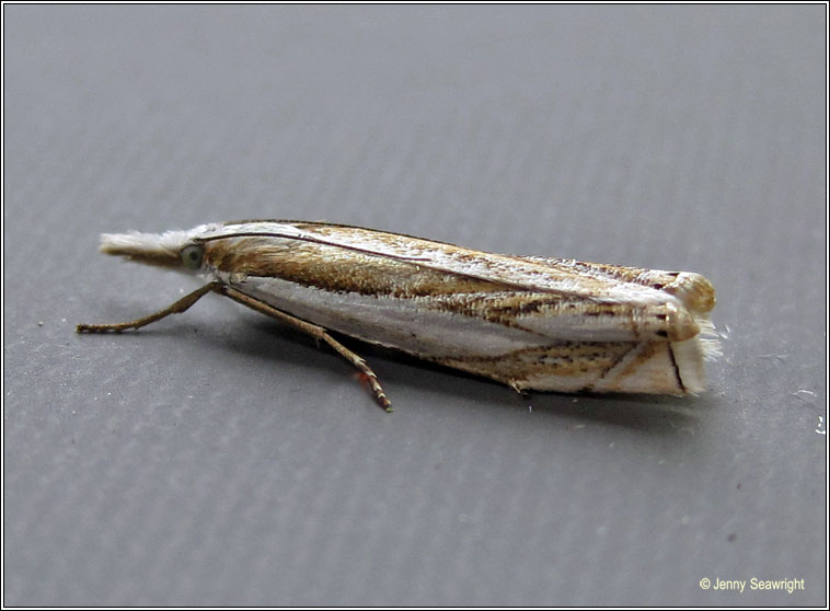 Crambus uliginosellus