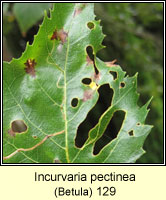 Incurvaria pectinea