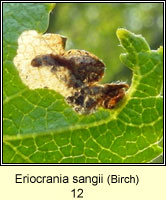 Eriocrania sangii