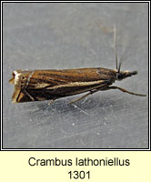 Crambus lathoniellus