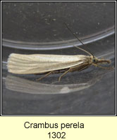 Crambus perlella