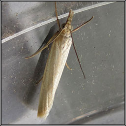 Crambus perela