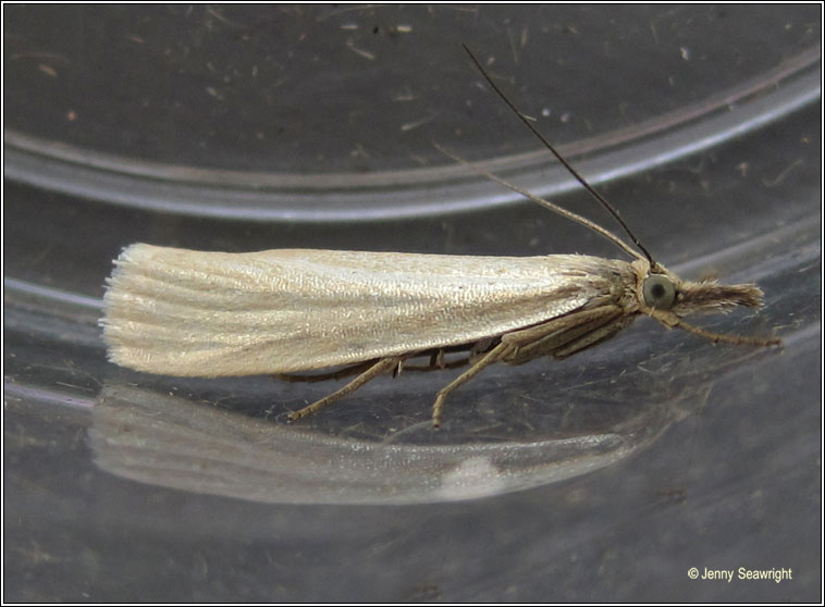 Crambus perela