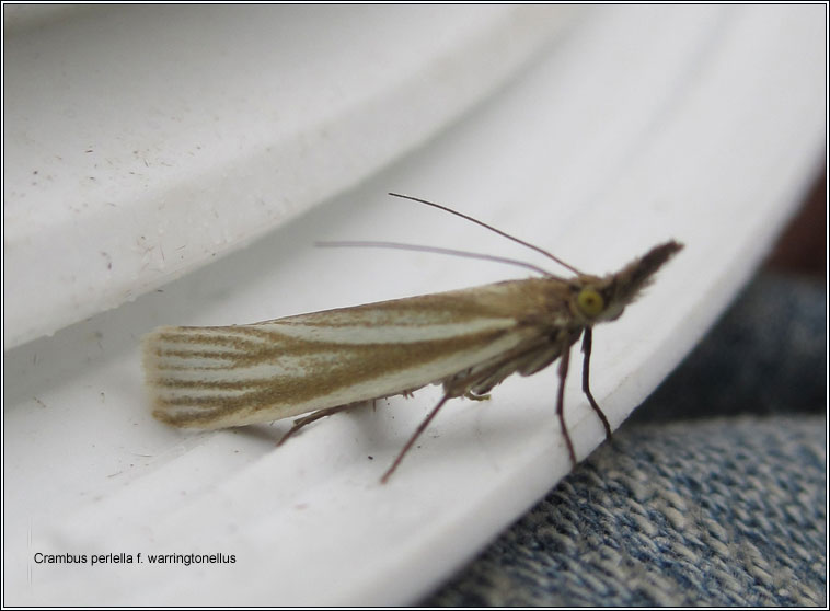 Crambus perlella f warringtonellus 