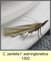 Crambus perela