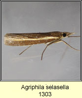 Agriphila selasella