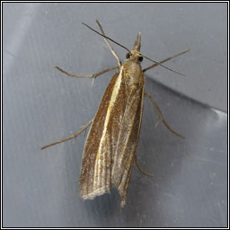 Agriphila selasella