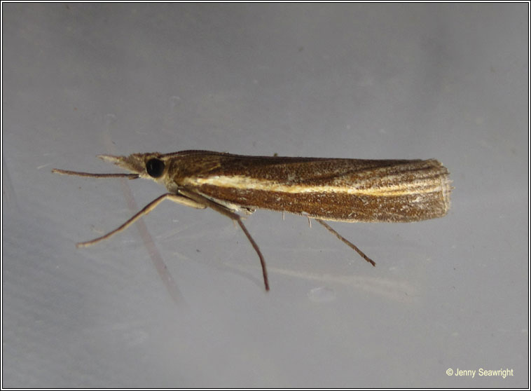 Agriphila selasella