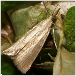 Agriphila straminella