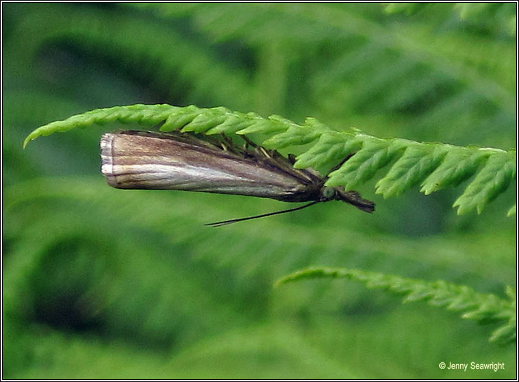 Agriphila straminella