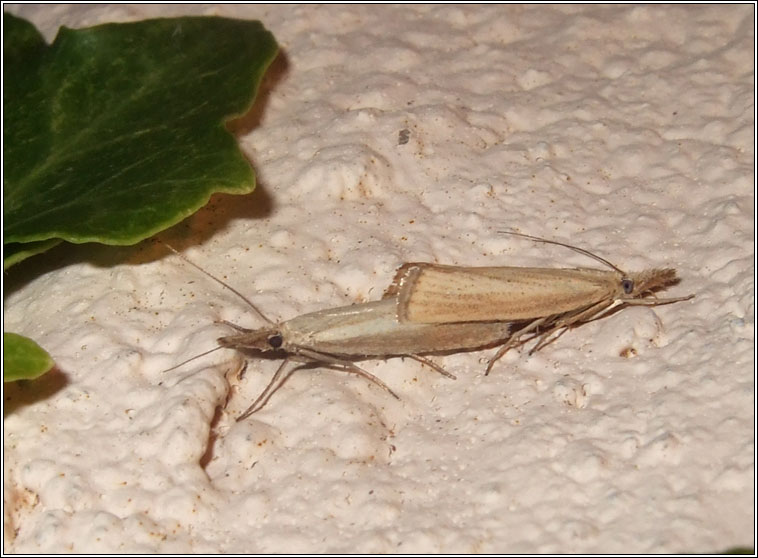 Agriphila straminella