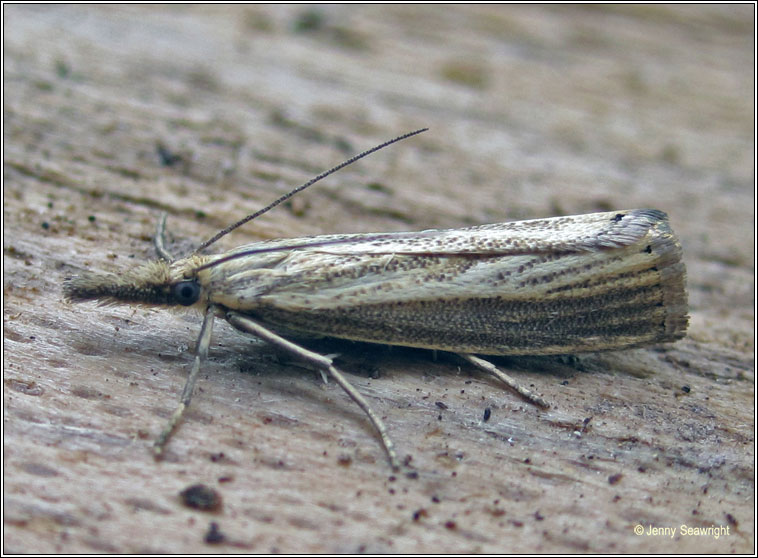 Agriphila straminella