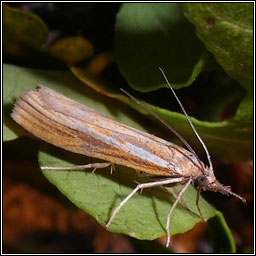 Agriphila tristella