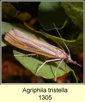 Agriphila tristella