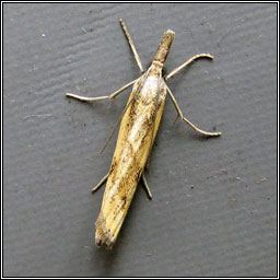 Agriphila inquinatella