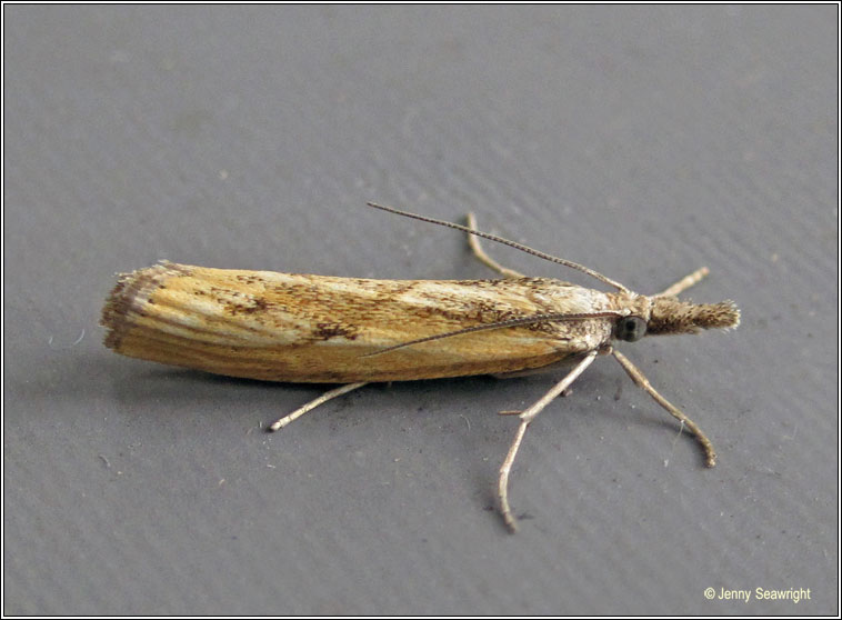 Agriphila inquinatella